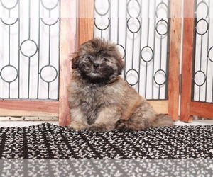 Zuchon Puppy for sale in NAPLES, FL, USA