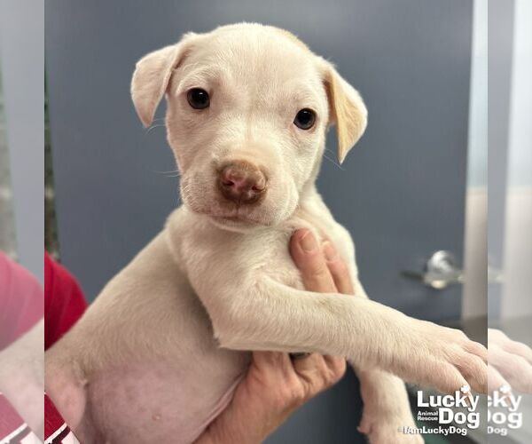 Medium Photo #1 Labrador Retriever-Unknown Mix Puppy For Sale in Washington, DC, USA