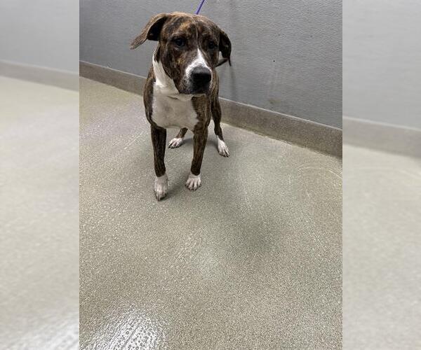 Medium Photo #1 Mutt Puppy For Sale in Las Vegas, NV, USA