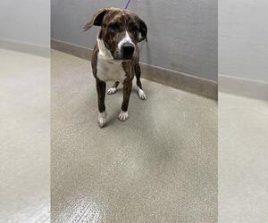 Mutt Dogs for adoption in Las Vegas, NV, USA