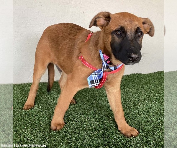 Medium Photo #3 Mutt Puppy For Sale in San Diego, CA, USA
