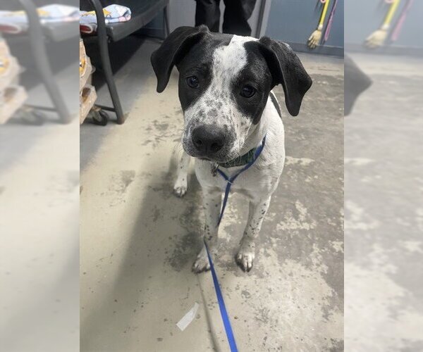 Medium Photo #1 American Pit Bull Terrier-Unknown Mix Puppy For Sale in Tallahassee, FL, USA