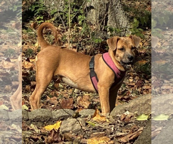 Medium Photo #2 American Pit Bull Terrier-Unknown Mix Puppy For Sale in Germantown, OH, USA