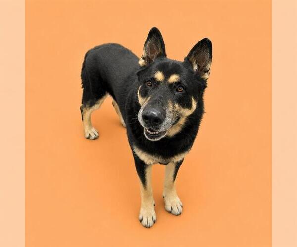 Medium Photo #2 German Shepherd Dog-Unknown Mix Puppy For Sale in HESPERIA, CA, USA