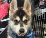 Small #3 Siberian Husky
