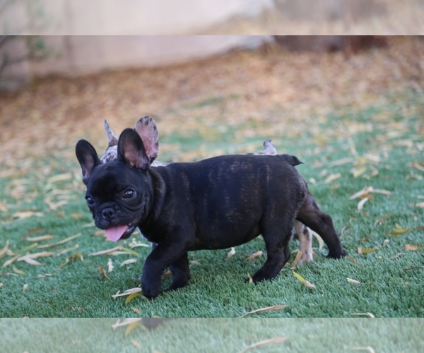 Medium Photo #11 French Bulldog Puppy For Sale in PHOENIX, AZ, USA