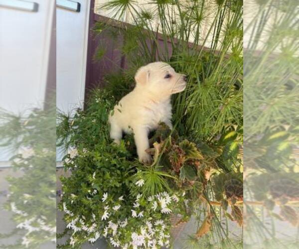 Medium Photo #3 German Shepherd Dog Puppy For Sale in GREENWOOD, WI, USA