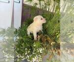 Small Photo #8 German Shepherd Dog Puppy For Sale in GREENWOOD, WI, USA