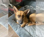 Small #3 German Shepherd Dog Mix