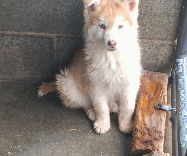 Medium Photo #1 Siberian Husky Puppy For Sale in GAFFNEY, SC, USA