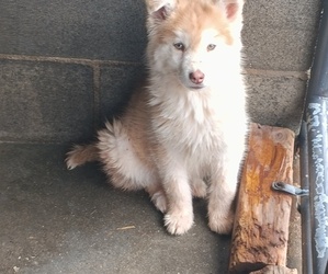 Siberian Husky Puppy for sale in GAFFNEY, SC, USA