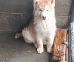 Small Siberian Husky