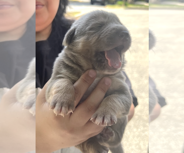 Medium Photo #3 Mutt Puppy For Sale in Rockville, MD, USA