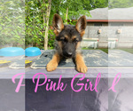 Small Photo #10 German Shepherd Dog Puppy For Sale in AUSTIN, TX, USA