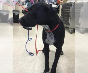 Mutt Dogs for adoption in Riverside, CA, USA