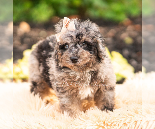 Medium Photo #4 Maltipoo (Miniature) Puppy For Sale in WARSAW, IN, USA