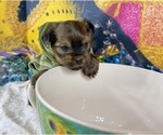 Small Photo #5 Morkie Puppy For Sale in CASSVILLE, MO, USA