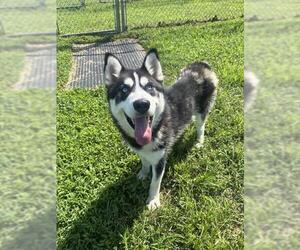 Siberian Husky Dogs for adoption in Forestville, MD, USA