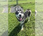 Small Siberian Husky