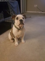 English Bulldogge Puppy for sale in CLERMONT, FL, USA