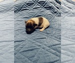 Puppy 2 Russell Terrier