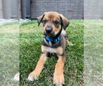 Small Mutt