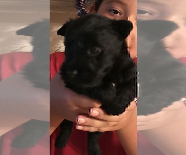 Medium Photo #1 Scottish Terrier Puppy For Sale in SHALLOTTE, NC, USA