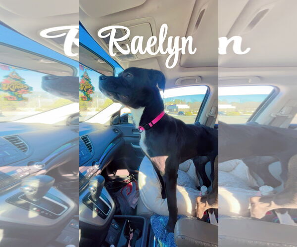 Medium Photo #3 American Staffordshire Terrier-Rottweiler Mix Puppy For Sale in Holly Springs, NC, USA