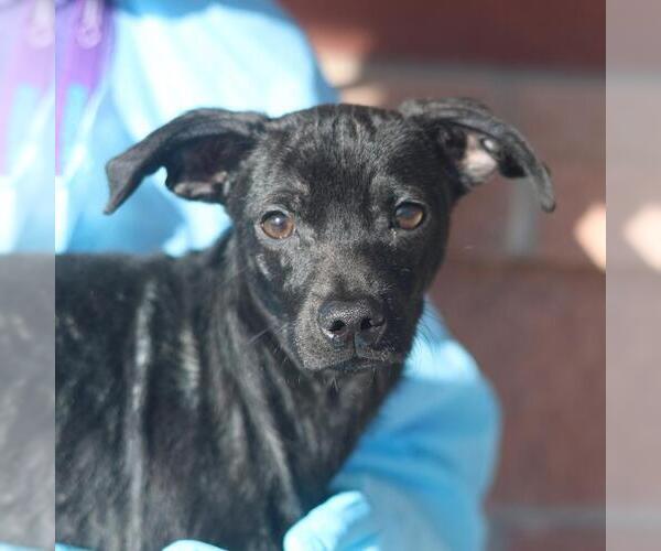 Medium Photo #1 Mutt Puppy For Sale in San Antonio, TX, USA