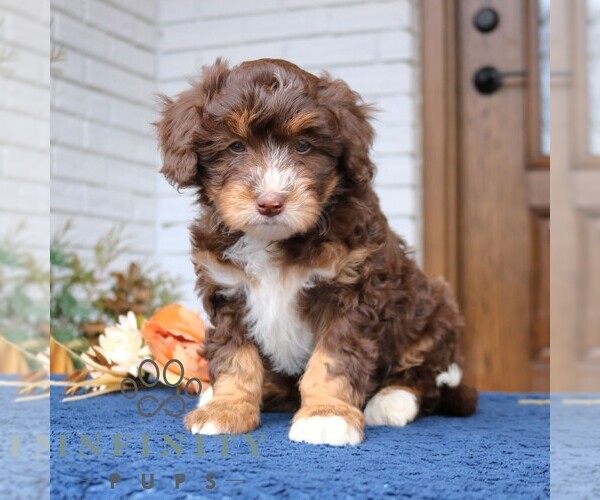 Medium Photo #1 Bernedoodle (Miniature) Puppy For Sale in LANCASTER, PA, USA