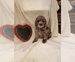 Small Photo #47 Goldendoodle-Sheepadoodle Mix Puppy For Sale in ROCHESTER, NY, USA