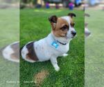 Small #2 Pembroke Welsh Corgi Mix