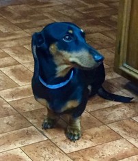 Dachshund Puppy for sale in SUMTER, SC, USA