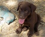 Small Photo #13 Labrador Retriever Puppy For Sale in RAYMOND, IL, USA
