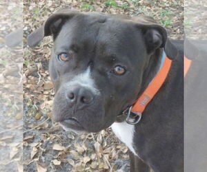 American Staffordshire Terrier Dogs for adoption in Oakland Park, FL, USA