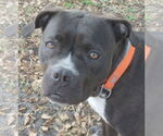 Small American Staffordshire Terrier