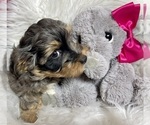 Small Photo #2 YorkiePoo Puppy For Sale in AQUILLA, TX, USA