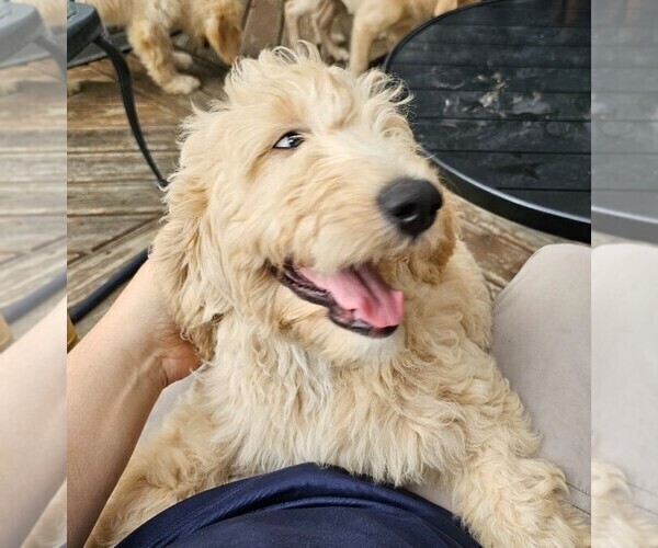 Medium Photo #20 Goldendoodle Puppy For Sale in KATY, TX, USA