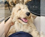 Small #2 Goldendoodle