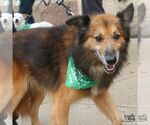 Gumdrop - Male Mutt Dog for Adoption - Small photo