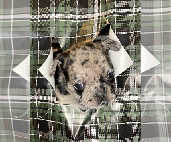 Medium Photo #7 French Bulldog Puppy For Sale in DECATUR, IL, USA