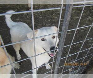 Anatolian Shepherd-Unknown Mix Dogs for adoption in Santa Rosa, CA, USA