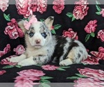 Small Photo #4 Pembroke Welsh Corgi Puppy For Sale in GLEN ROCK, PA, USA