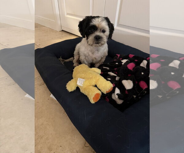 Medium Photo #3 Shih Tzu Puppy For Sale in Boca Raton, FL, USA