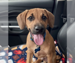 Small Labrador Retriever Mix