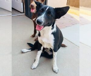 Mutt Dogs for adoption in Paso Robles, CA, USA
