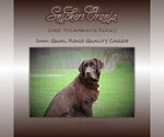 Small Photo #1 Labrador Retriever Puppy For Sale in HYDE PARK, VT, USA