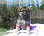 Small #2 German Shepherd Dog