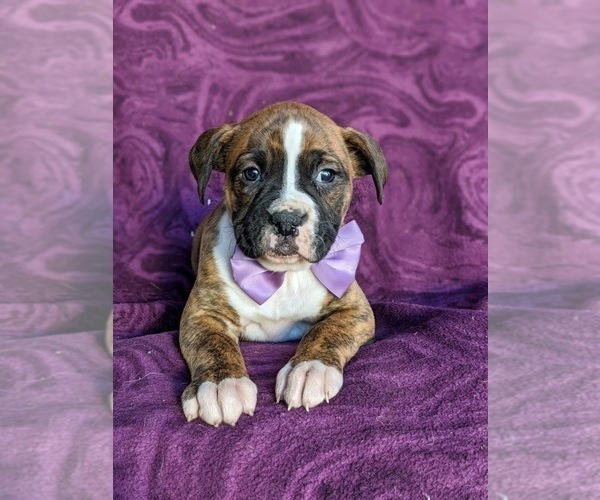 Medium Photo #6 Boxer Puppy For Sale in KIRKWOOD, PA, USA