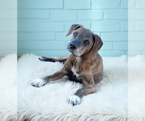 Medium Photo #1 Plott Hound-Unknown Mix Puppy For Sale in Pasadena, CA, USA